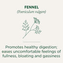 Traditional Medicinals Organic Fennel Herbal Tea, Promotes Digestive Health, (Pack of 1) - 16 Tea Bags