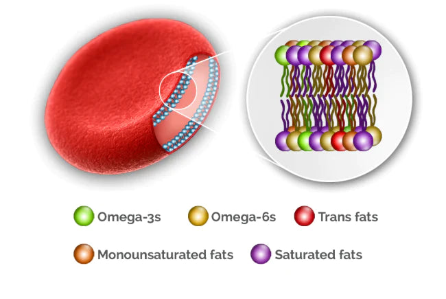 Omega 3 6 9 Complete Blood Test! (At home Test Kit)
