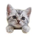 Purina Tidy Cats Non Clumping Cat Litter, Glade Clear Springs Multi Cat Litter - 10 lb. Bag