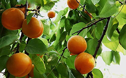 Natural Raw Bitter Apricot Kernels 16oz, Organic USDA Certified Bitter Apricot Seeds 1LB