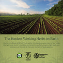 Gaia Herbs Vitex Berry Capsules - Supports Hormone Balance & Fertility for Women